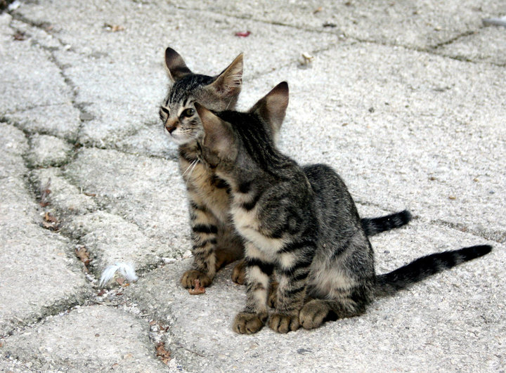 39153_426181822560_629557560_4699909_2811788_n